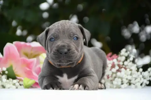 Cane Corso 
                        Collier Marron I  b0b40 photo 2