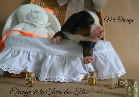 Bouvier Bernois  Orange De La Terre Des Fées