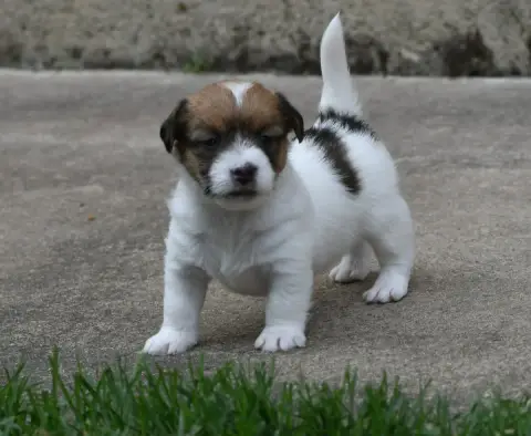 Jack Russell Terrier  Brilloso Des Gerveilles