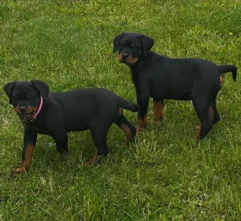 Rottweiler  Baya Du Valhalla Des Anges Noirs photo 3