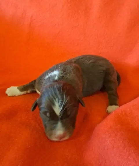 Berger Australien  Chiot 3 De La Pierre Du B'Ressieux ab36a