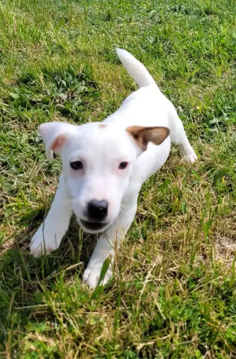 Jack Russell Terrier  Bueno Des Marais De Courmont photo 3