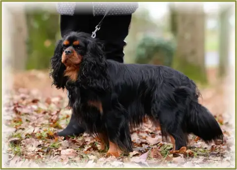 Cavalier King Charles Spaniel photo 2