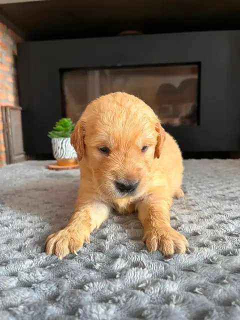 Golden Retriever  Chiot N°5 photo 2