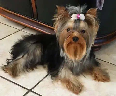 Yorkshire Terrier  Chiot N°1 De La Voie Des Péniches 1c5d0 photo 3