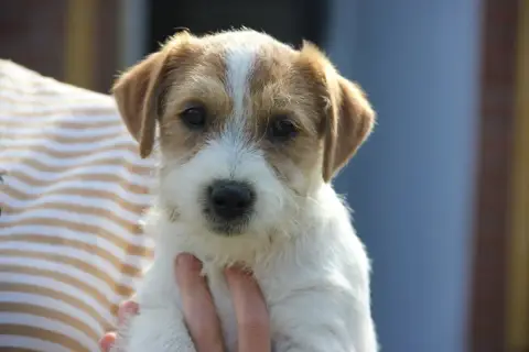 Jack Russell Terrier  Big Boss De La Botte De Lin