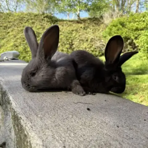 Lapin Géant Des Flandres Pure Race