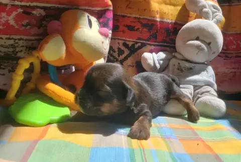 Lhassa Apso  Petite photo 3