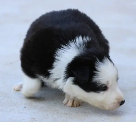 Border Collie 
                        Collier Blanc  a983f photo 3