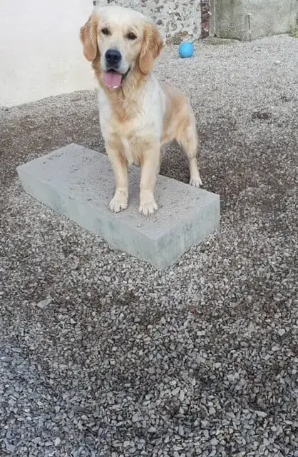 Golden Retriever  Chiot N°6 Du Moulin De Madjurie photo 3