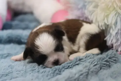 Shih Tzu  Barbass De La Ferme Des Mottes