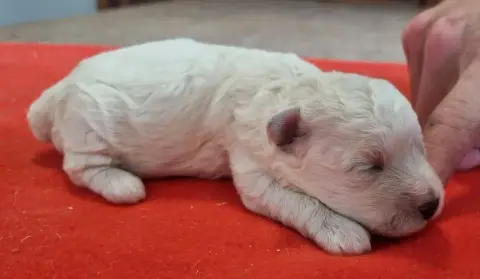 Bichon Frise  Chiot N°5 Des Hirondelles Du Voyage