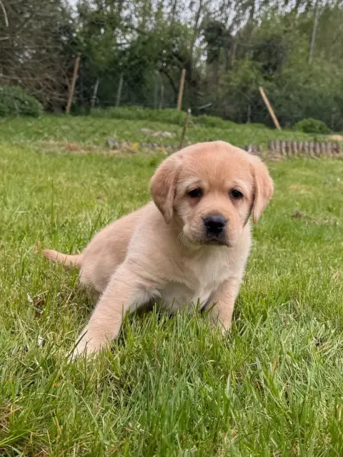 Labrador Retriever  Chiot N°4 Du Moulin De Madjurie b42cf