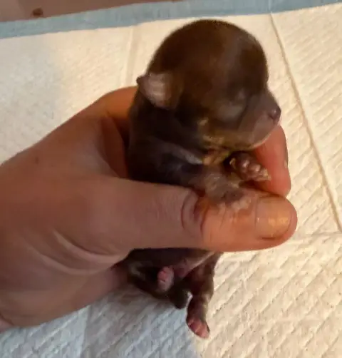 Chihuahua  Chiot N°1 Du Hameau Des Nours