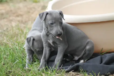 Whippet
