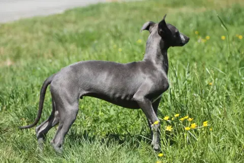 Whippet  Sirius Du Frison Impérial photo 2