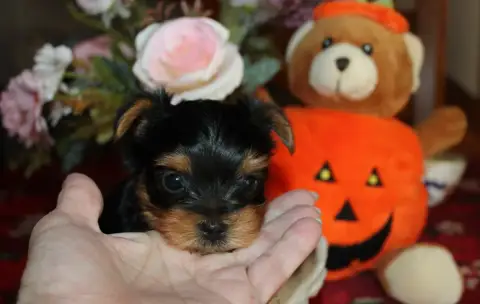 Yorkshire Terrier  Chiot N°1 De La Voie Des Péniches 1c5d0