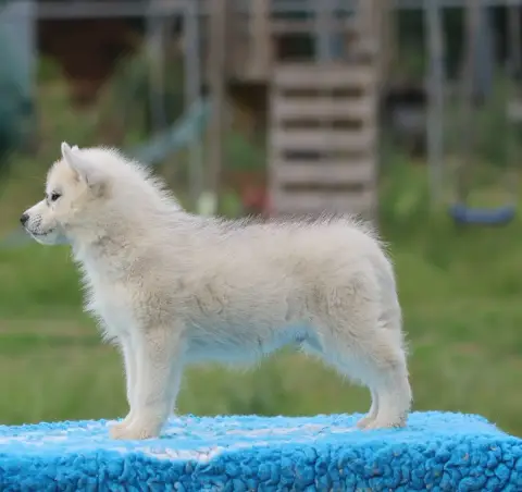 Siberian Husky  Chiot N°1 De Daybreak Northern photo 3