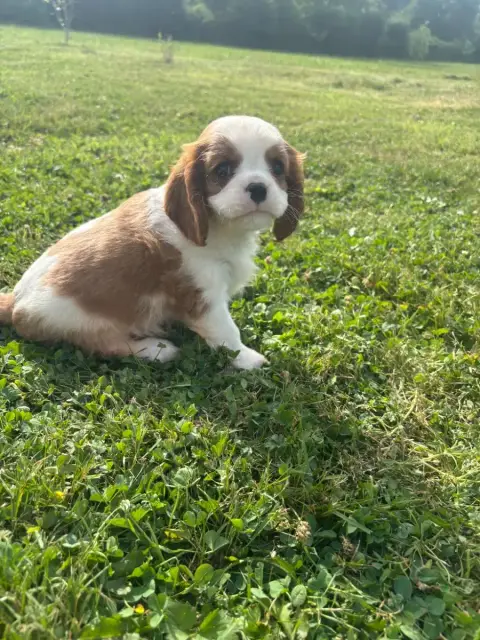 Cavalier King Charles Spaniel  B..... photo 2