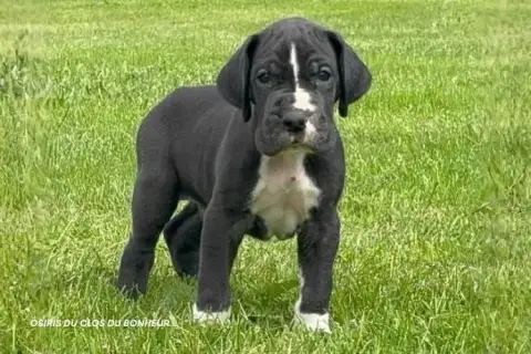 Dogue Allemand  Balthazar Du Clos Du Bonheur