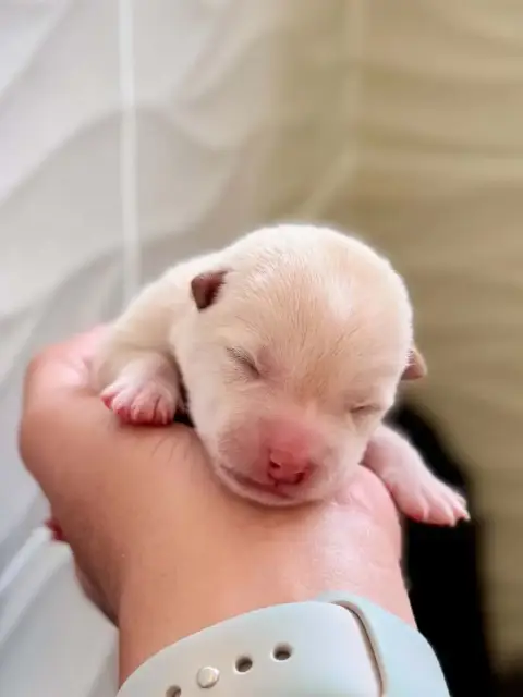 Shiba  Femelle Crème Hoxakam