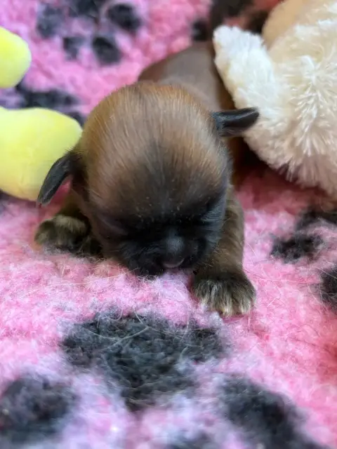 Shih Tzu