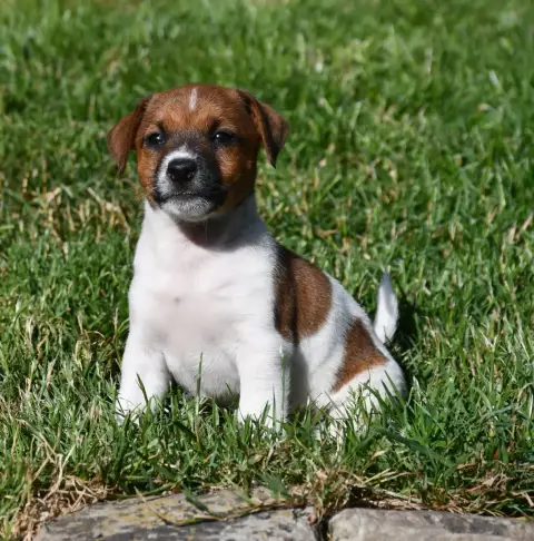 Jack Russell Terrier  Garçon 1 Du Pont Du Riot D'Esne c6c9e