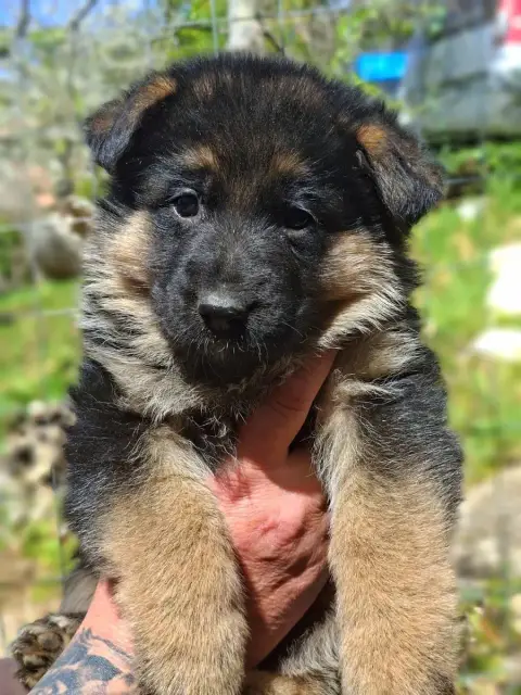 Berger Allemand  Chiot 3 Du Chemin De L'Odon