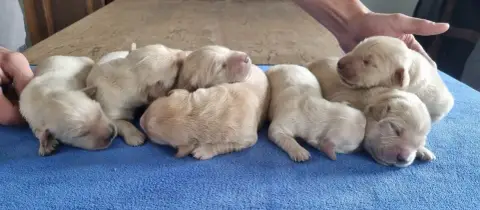 Golden Retriever  Chiot 6 Des Hirondelles Du Voyage 9f4a2