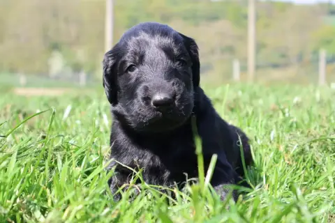Flat Coated Retriever  Monsieur Noir Collier Rouge Du 34f5f