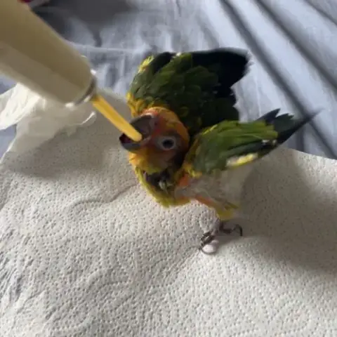 Conure Soleil Eam