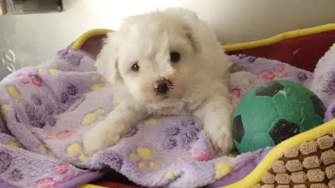 Adopter Bichon Frise 
                        Chiot N°1 Du Do a6558