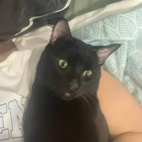 Elio Jeune Chat Doux Et Câlin Proche De Vous