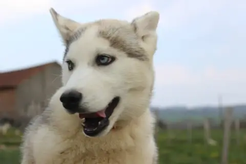 Siberian Husky  Alaska Du Mont Beloukha