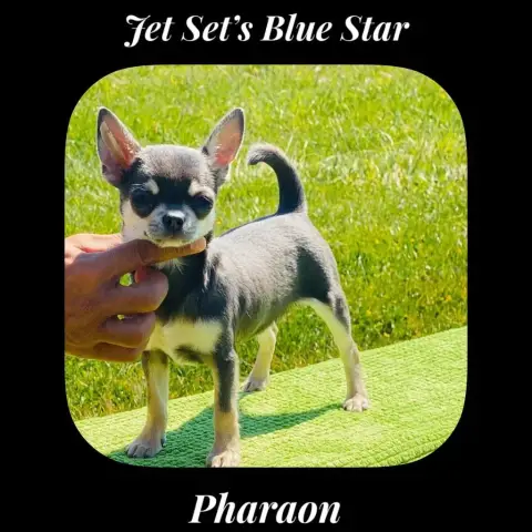 Chihuahua  Black De L’Ecrin Des Joyaux photo 3