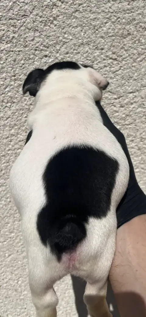 Bouledogue Français 
                        Chiot N° 488e5 photo 3