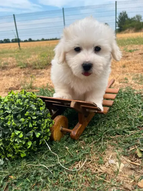 Adopter Coton De Tulear 
                        Bryce De Jer 8055f