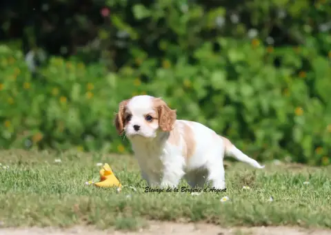 Cavalier King Charles Spaniel  Berlioz De La Bergerie 78b9d photo 2