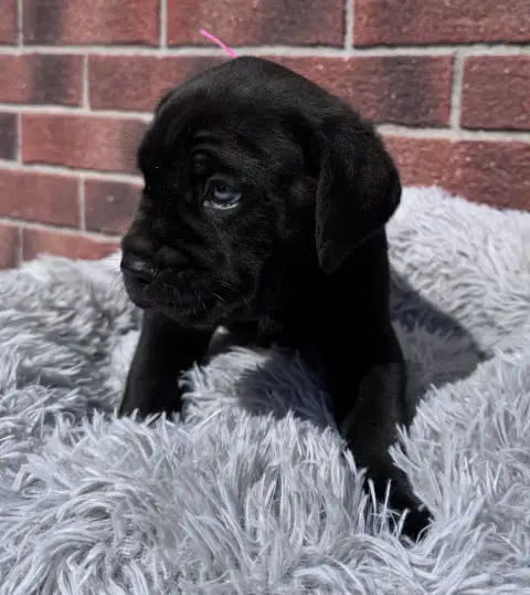 Cane Corso