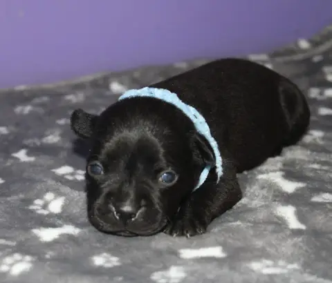 Staffordshire Bull Terrier  Chiot N°1 Du Castel Des P 7b65a