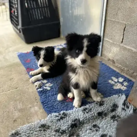 Border Collie Show Chiots Femelles Lof