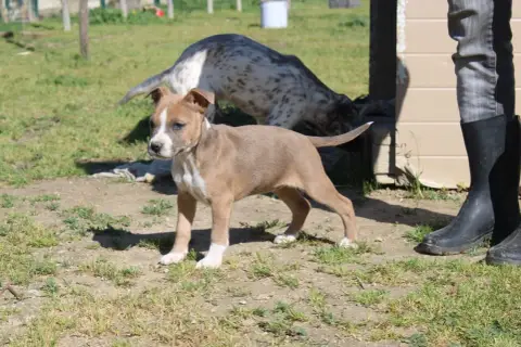 American Staffordshire Terrier  Bella Du Mas D Elna D dbe98 photo 2