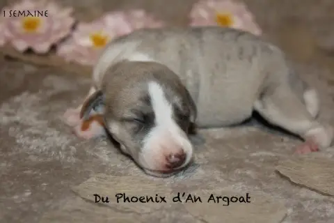 Whippet  Berlec Du Phoenix D'An Argoat photo 2