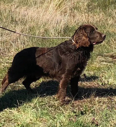 Chien D'Oysel Allemand  Vasco Des Ronciers Pourpres 19e84