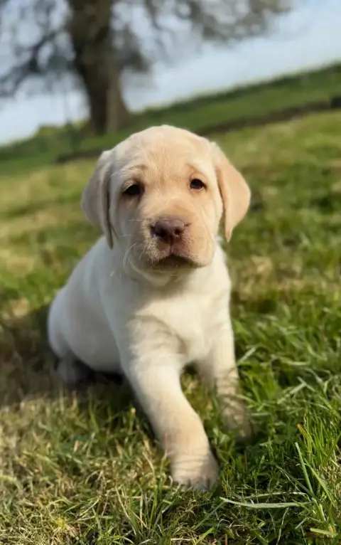 Labrador Retriever  Chiot N°2 Du Moulin De Madjurie 78567 photo 2