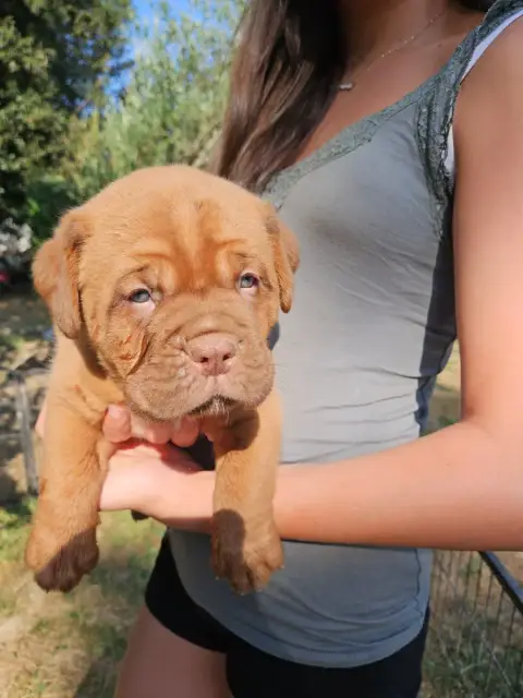 Dogue De Bordeaux 
                        Collier Ve 176fe photo 3