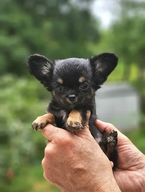 Chihuahua  B1 Of Little By Little