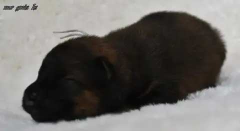 Eurasier  Chiot 7 Des Legendes De Retz photo 3