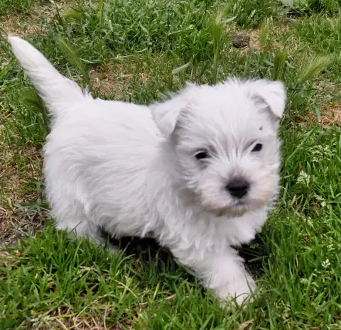 Adopter West Highland White Terrier  Chiot N°3 De La Forêt D' c0828