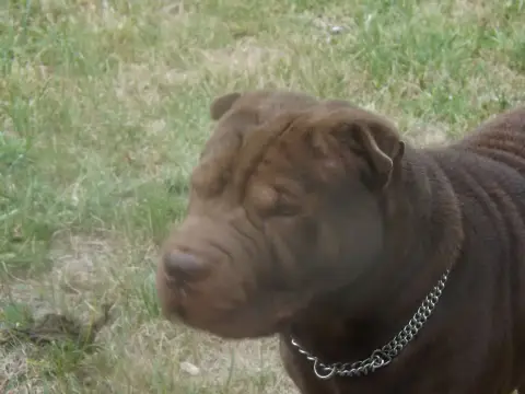 Shar Pei  Aribo Du Dharma De Gautama photo 3